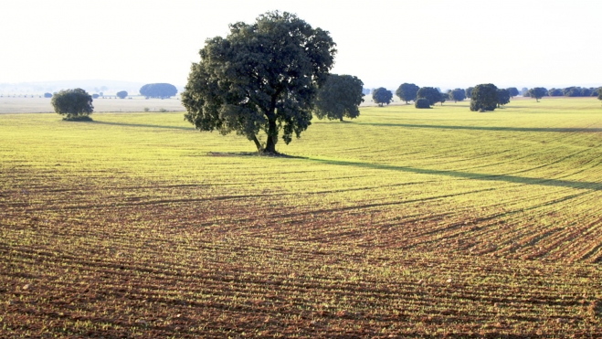 Las 9.000 ha de Ciudad Real son “una oportunidad para el territorio”, según GEMPE/C./ FOTO: Wikipedia.