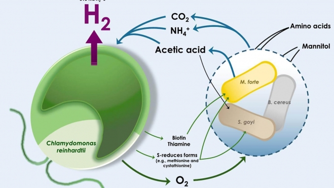 investigacion española hidrogeno verde algas bacterias 3